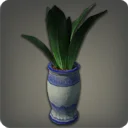 Potted Maguey