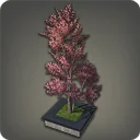 Doman Dogwood