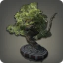 Pine Bonsai