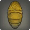 Moth Pupa