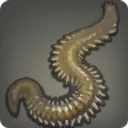 Ragworm