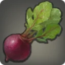 Island Radish