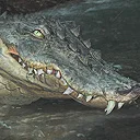 Alligator